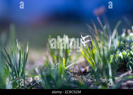Helle Frühlingsblumen, Schneeglöckchen im Garten, Sonnenlicht, verschwommene Graswiese Stockfoto