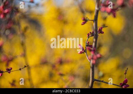 Sonniger, roter Knospe blühender Baum, rosa Blüten im Frühling, Blüten am Baumzweig, rote Knospe im Frühling Stockfoto