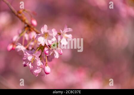Frühlingsgrenze, Frühlingsblüte und April florale Natur auf blauem Hintergrund. Schöne Unschärfe von bunten Frühlingsblumen, Farben. Sonnige Kirschblüte Stockfoto