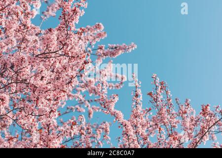Schöne Kirschblüten-Sakura im Frühling über blauem Himmel. Frühlingsumrandung oder Hintergrundkunst mit rosa Blüten. Schöne Naturszene mit blühenden Stockfoto