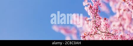 Frühlingsblüte. Mandelblüten mit Sonnenlicht am Himmel. Tolle Aussicht auf die Natur, Blick auf den Frühling. Sonnige Farben und helle Hintergrundkonzept Stockfoto