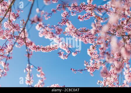 Rosa Kirschblüte auf dem Sakura-Baum. Sakura Blumen sind repräsentativ für japanische Blumen. Erstaunliche Frühlingsnatur. Schöne Farben der Natur Stockfoto