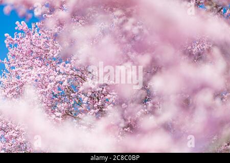Schöne Kirschblüten-Sakura im Frühling über blauem Himmel. Frühlingsumrandung oder Hintergrundkunst mit rosa Blüten. Schöne Naturszene mit blühenden Stockfoto