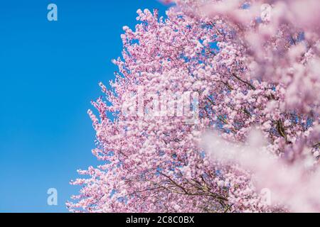 Schöne Kirschblüten-Sakura im Frühling über blauem Himmel. Frühlingsumrandung oder Hintergrundkunst mit rosa Blüten. Schöne Naturszene mit blühenden Stockfoto