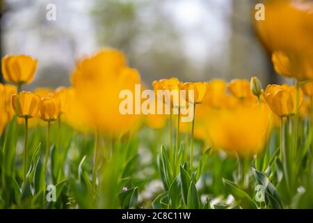 Nahaufnahme der Natur Blick auf erstaunliche weiße Tulpen blüht im Garten mitten im Frühjahr unter Sonnenlicht. Natürliche sonnige Blumenpflanzen Landschaft Stockfoto