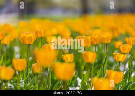 Nahaufnahme der Natur Blick auf erstaunliche weiße Tulpen blüht im Garten mitten im Frühjahr unter Sonnenlicht. Natürliche sonnige Blumenpflanzen Landschaft Stockfoto
