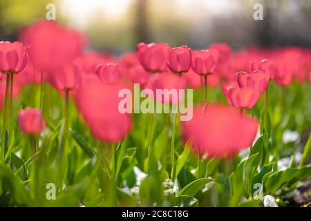Close-up of pink tulips in a field of pink tulips. Beautiful spring nature background. Romantic spring tulips flower beautiful in garden plant Stockfoto