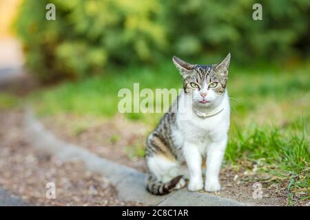 Vorderansicht einer gestromten weißen britischen Kurzhaarkatze, die am Steinzaun balanciert. Schöne Katze Haustier Porträt, im Freien grün Natur verschwimmen Stockfoto