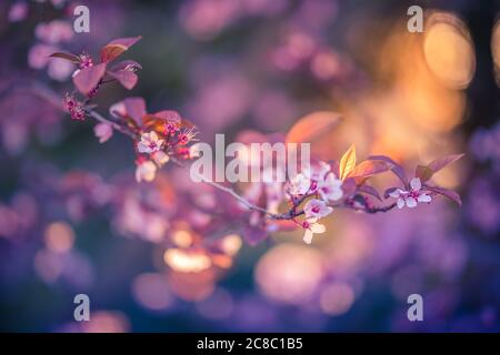 Nahaufnahme der Kirschblüte im Sonnenuntergang Licht, Dram Bokeh. Frühling Natur Hintergrund, blühende Blumen Sonnenuntergang Natur. Magisches Sonnenlicht, Frühling Stockfoto