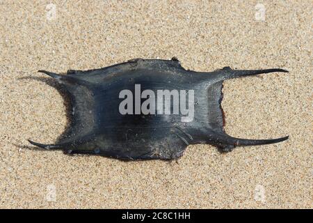 Meerjungfrauen-Handtasche - Eggcase von Thornback Ray Raja clavata Stockfoto