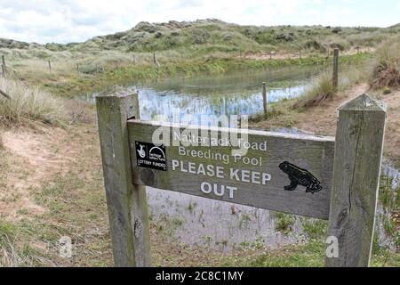 Natterjack Toad Breeding Pool, Ainsdale Dunes Nature Reserve, Großbritannien Stockfoto