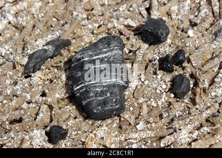 Kohle (Anthrazit) am Strand auf einem Bett von Sand Mason Worm Tubes Lanice conchilega liegen gewaschen Stockfoto