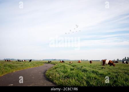 Holländische Lakenvelder Kühe auf einem Grasfeld, grasen in der niederländischen Landschaft Blick auf den Polder Groene Hart, Holland Stockfoto