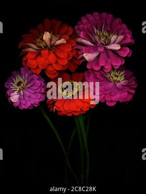 Nahaufnahme der zinnia Flowers Studio Show Stockfoto