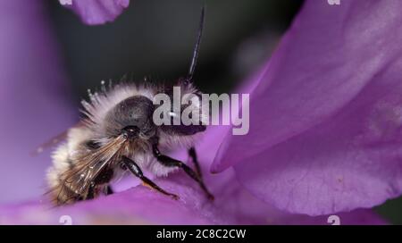 Nahaufnahme einer frühen Bergbiene, die auf einer violetten Blume auf der Suche nach Nektar sitzt. Stockfoto