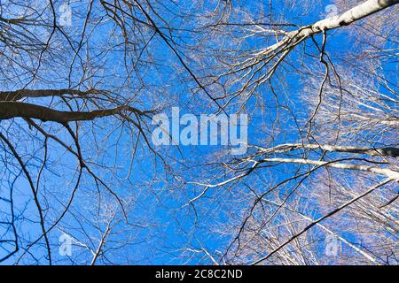 Blick von unten auf trockene Bäume an einem sonnigen Tag. Stockfoto