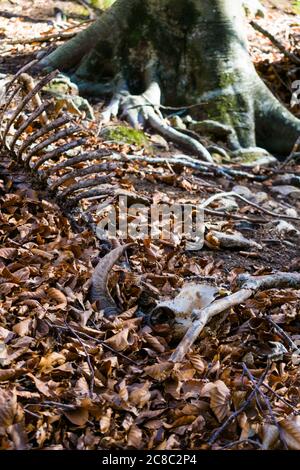 Verlassene Skelett einer Ziege in der Mitte des Waldes. Stockfoto