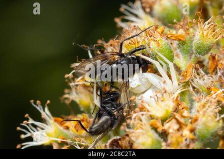 Nahaufnahme einer Chamäleon Spinne auf einer Blume, die eine Fliege fängt. Stockfoto