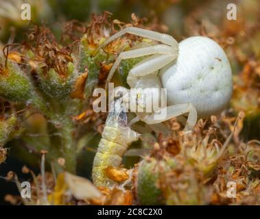 Nahaufnahme einer Chamäleon Spinne auf einer Blume, die einen Wurm fängt. Stockfoto