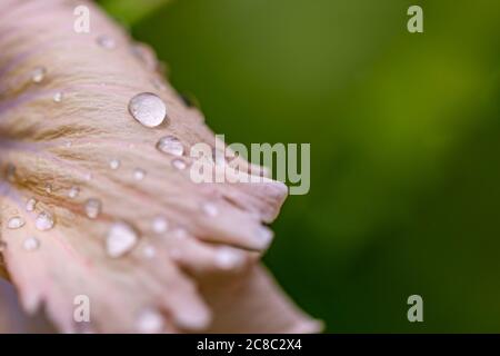 Taublüte. Wassertropfen auf Blütenblatt, weiches Sonnenaufgangslicht. Tropfen, entspannende Zen Spa grüne Natur Stockfoto