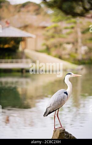 Graue Reiher in Okayama Korakuen Garten Stockfoto