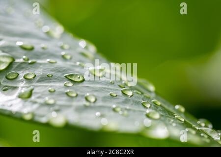 Schöne Tropfen von transparentem Regenwasser auf einem grünen Blatt Makro. Tau-Tropfen am Morgen leuchten. Tau Tröpfchen auf grünen Blättern, Natur entspannen Stockfoto