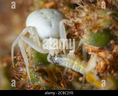 Nahaufnahme einer Chamäleon Spinne auf einer Blume, die einen Wurm fängt. Stockfoto