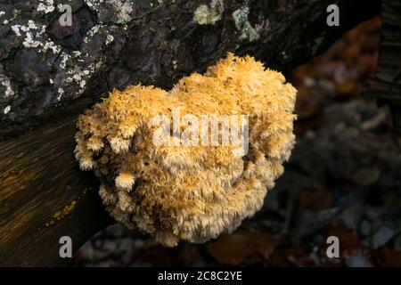 Nahaufnahme Pilz auf gefallenen Baumstamm. Stockfoto