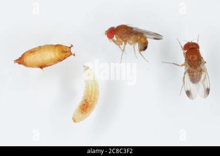 Erwachsene, Larven und Puppen von Drosophila suzuki - gemeinhin als der gefleckte Flügel drosophila oder SWD. Stockfoto