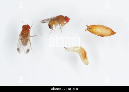 Erwachsene, Larven und Puppen von Drosophila suzuki - gemeinhin als der gefleckte Flügel drosophila oder SWD. Stockfoto