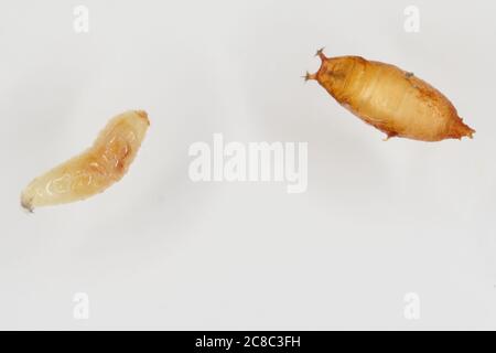Larve und Puppe von Drosophila suzuki - gemeinhin als der gefleckte Flügel drosophila oder SWD. Stockfoto