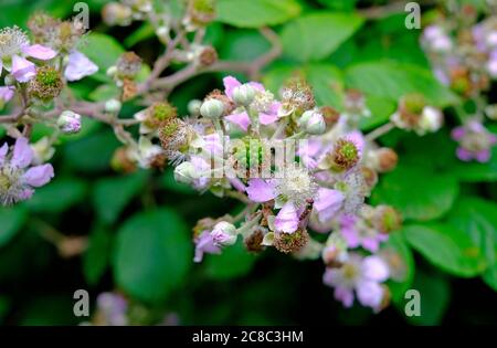 Blühender Brombeerbusch, rubus, Sommerwachstum, norfolk, england Stockfoto