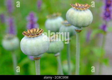 mohnköpfe, papaver somniferum im englischen Garten, norfolk, england Stockfoto