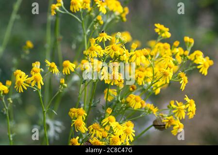 Jacobaea vulgaris, Ragwurz gelbe Blüten in Wiese Nahaufnahme selektive Fokus Stockfoto