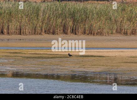 Eine Krähe in der Nähe eines Sees, setubal, portugal Stockfoto