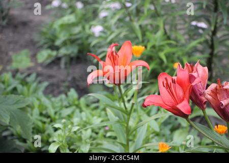 Blutrote lilly im Garten zwischen grünem Gras und anderen Blumen Stockfoto