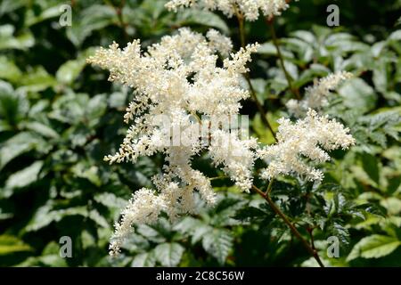 Astilbe Bumalda Garden Astilbe Falce Ziegen Bart Falsche Spirea bumalda Blumen Stockfoto