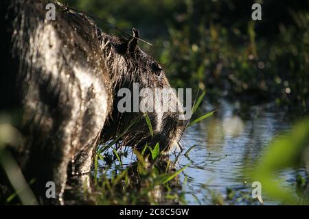 Nahaufnahme eines Capybara (Hydrochoerus hydrochaeris), des größten Nagetieres der Welt, am Ufer des Esteros del Iberá, Corrientes, Argentinien. Stockfoto