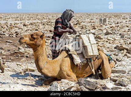 Afar Schäferhund lädt einen Dromedar mit Salzplatten mit einem Gewicht von bis zu 7 kg, in Hamadela, Danakil Depression, Afar Region, Äthiopien Stockfoto