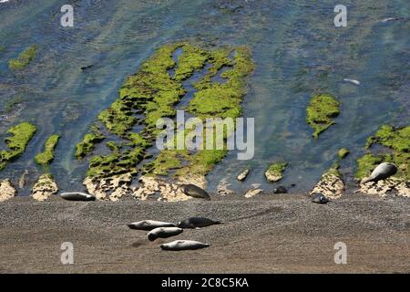 Gruppe von südlichen Seelöwen (Otaria flavescens) oder patagonischen Seelöwen, león oder lobo marino, die sich an einem Strand in Península Valdés, Argentinien, ausruhen. Stockfoto