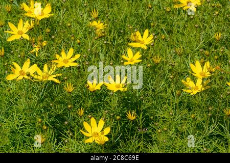 Corenopsis Verticillata Golden Grain Tickseed Stockfoto