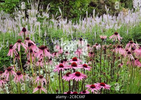 Echinacea pallida, oder allgemein als Pale Purple Coneflower, in der Blüte in den Sommermonaten Stockfoto