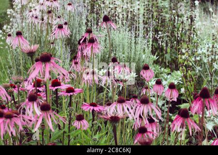 Echinacea pallida, oder allgemein als Pale Purple Coneflower, in der Blüte in den Sommermonaten Stockfoto