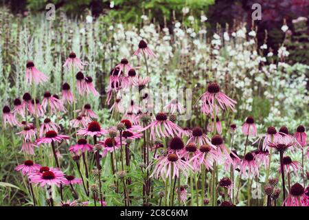 Echinacea pallida, oder allgemein als Pale Purple Coneflower, in der Blüte in den Sommermonaten Stockfoto