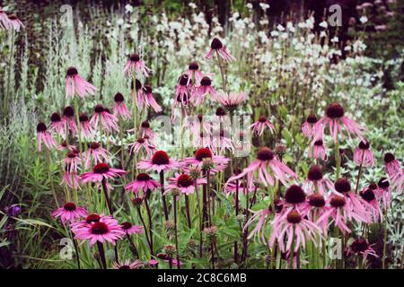 Echinacea pallida, oder allgemein als Pale Purple Coneflower, in der Blüte in den Sommermonaten Stockfoto