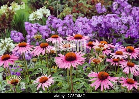 Echinacea purpurea Daisy 'Pink Parasol' während der Sommermonate Stockfoto