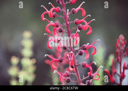 Lobelia cardinalis, rote Kardinalblume in Blüte Stockfoto