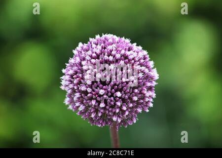 Allium 'Summer Drummer' in den Sommermonaten in voller Blüte Stockfoto