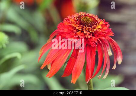 Echinacea purpurea doppelt 'hot Papaya' in Blüte Stockfoto