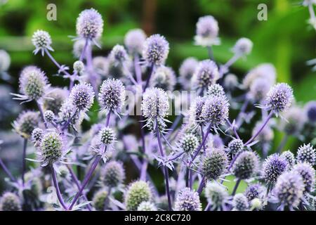 Mittelmeer-Stechpalme (Eryngium bourgatii) blüht im Sonnenlicht Stockfoto